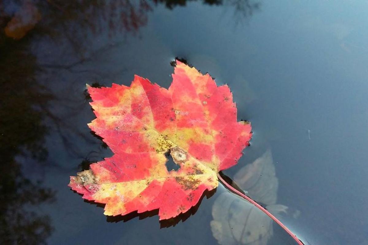 Red Maple on water