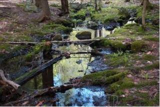 Range Pond Feeder Stream in Town Forest