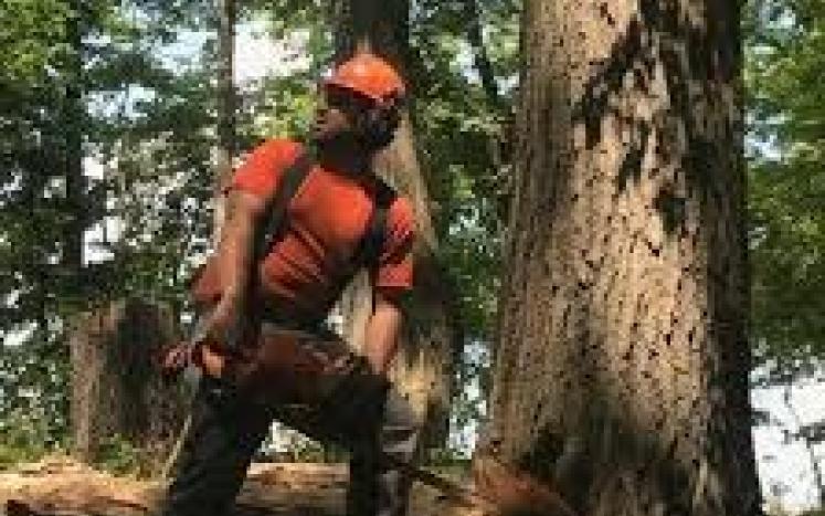 Bragdon Hill Hiking Trail Closed Due to Timber Harvest
